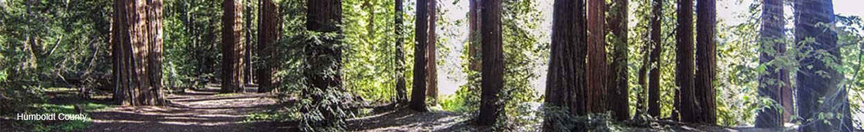 Towering redwoods in Humboldt