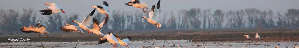 Flock of swans flying over wetlands