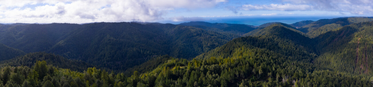 Coastal Redwood trees, Sequoia sempervirens, thrive in a healthy forest in Mendocino, California Redwood trees grow in a very specific climate range